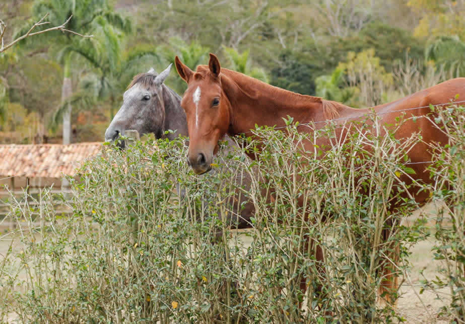 cavalos