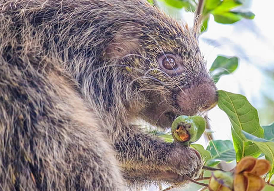 fauna