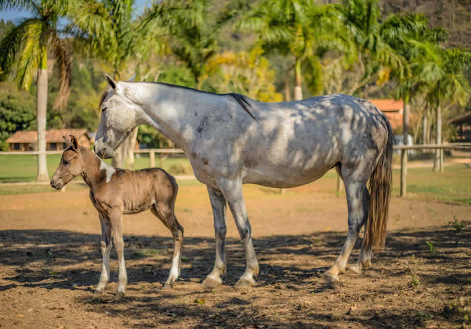 cavalos